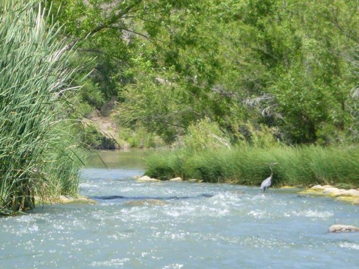 Verde 2 with Heron photo by Esther Shapiro used with permission